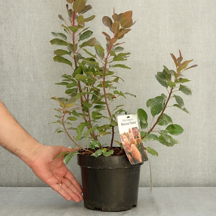 Esemplare di Cotinus coggygria Magical Torch Vaso da 3L/4L consegnato in estate