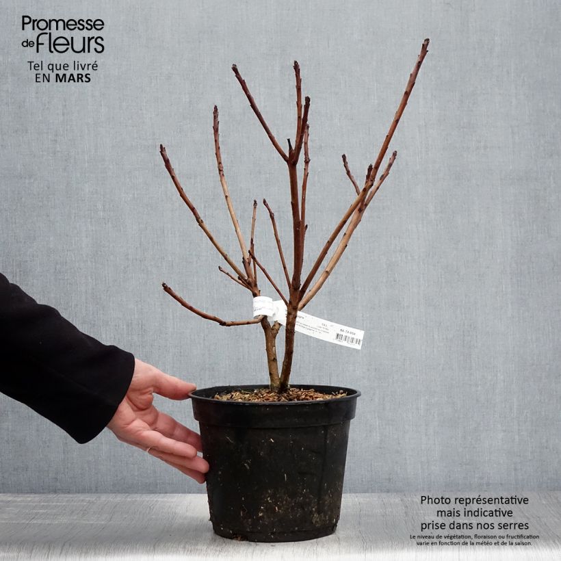Example of Cotinus coggygria Old Fashioned Vaso da 3L/4L as you get in printemps