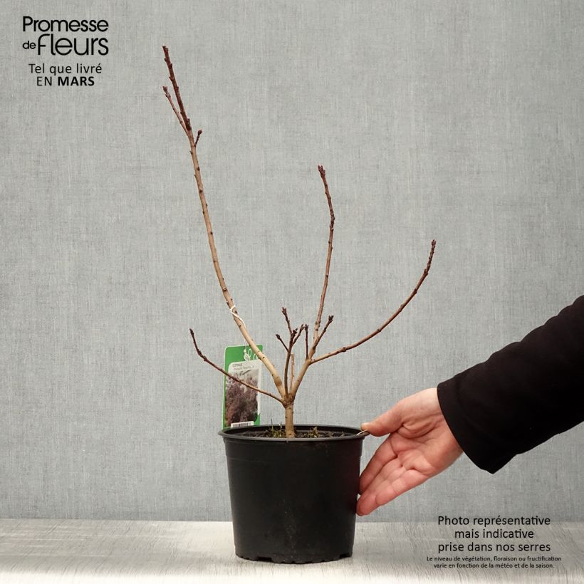 Cotinus coggygria Royal Purple Vaso da 2L/3L esemplare consegnato in primavera