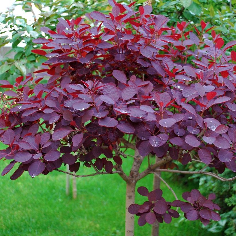 Cotinus coggygria Royal Purple (Fogliame)
