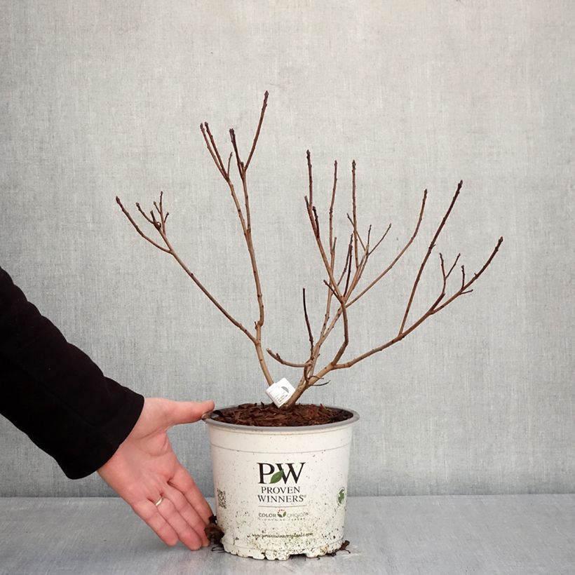 Example of Cotinus coggygria Winecraft Black Vaso da 3L/4L as you get in hiver