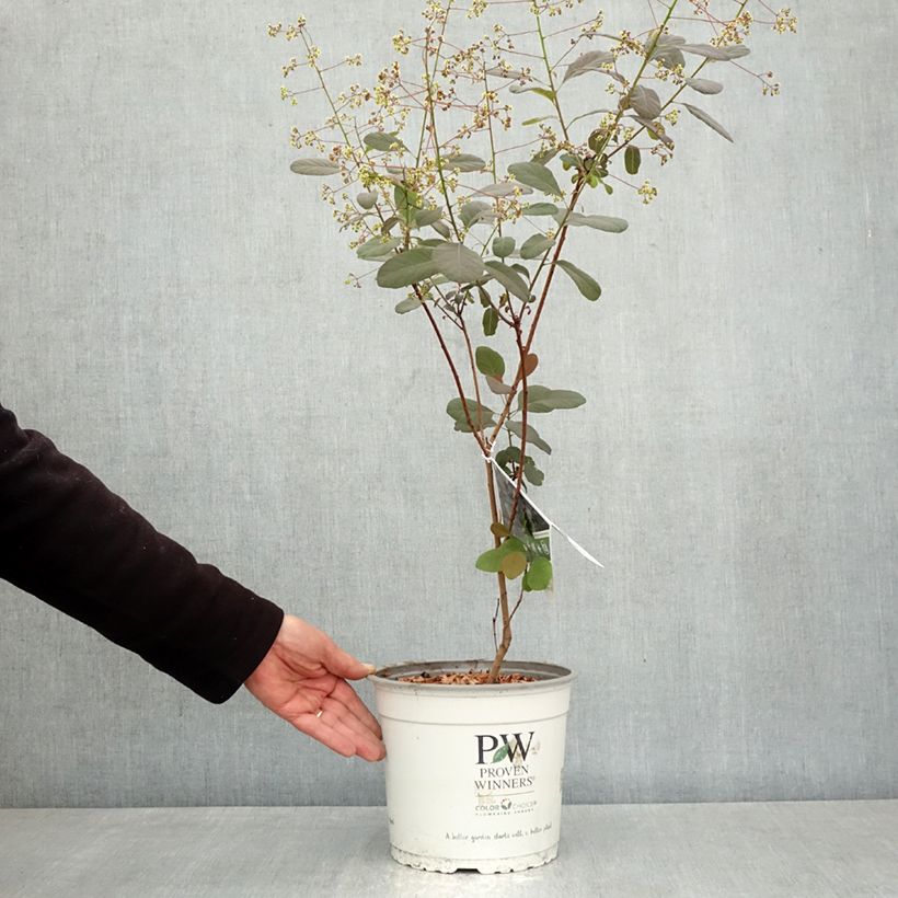 Cotinus coggygria Winecraft Black Vaso da 3L/4L esemplare consegnato in primavera