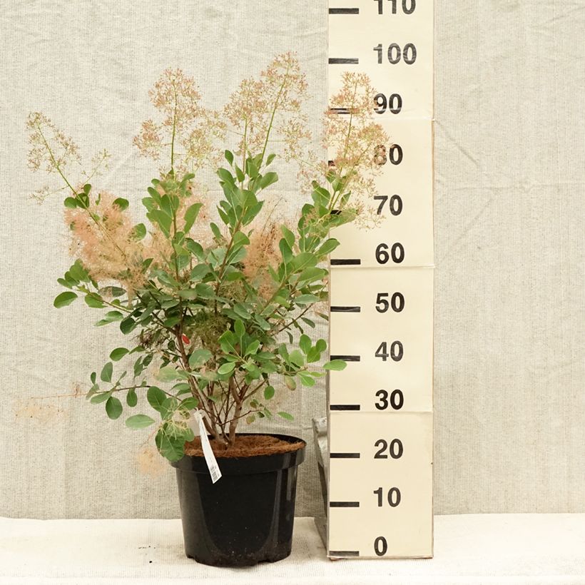 Esemplare di Cotinus coggygria Young Lady Vaso da 6L/7L consegnato in estate