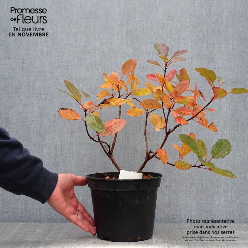 Esemplare di Cotinus Grace - Scotano Vaso da 6L/7L come consegnato in autunno