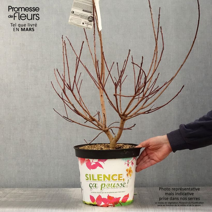 Example of Cotinus Grace - Scotano Vaso da 7,5L/10L as you get in printemps