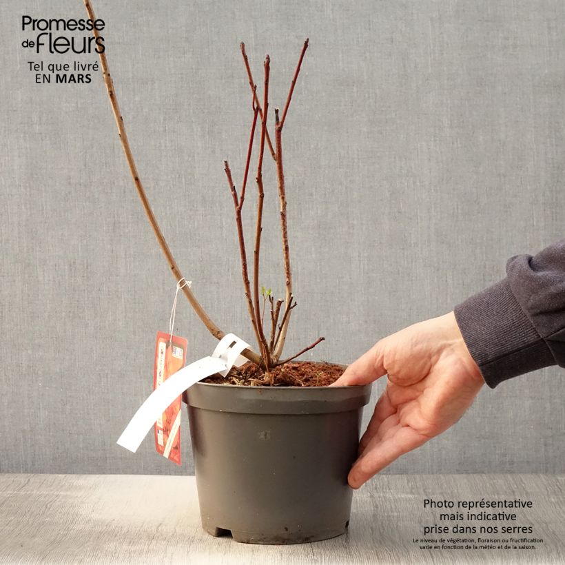 Example of Cotinus Grace - Scotano Vaso da 2L/3L as you get in printemps