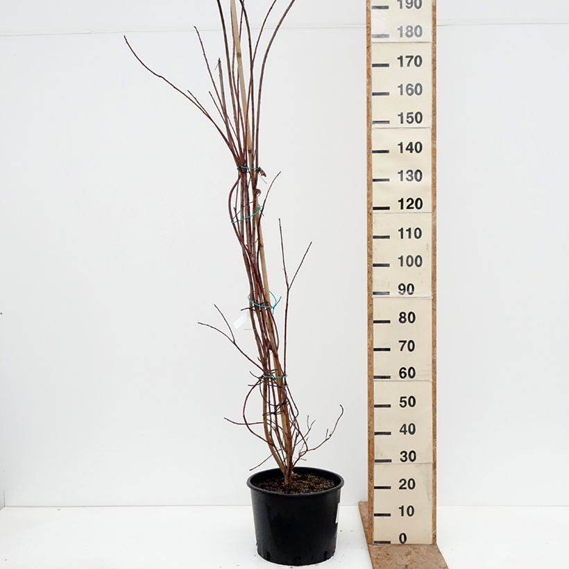 Example of Cotinus Grace - Scotano Vaso da 18L/20L as you get in hiver