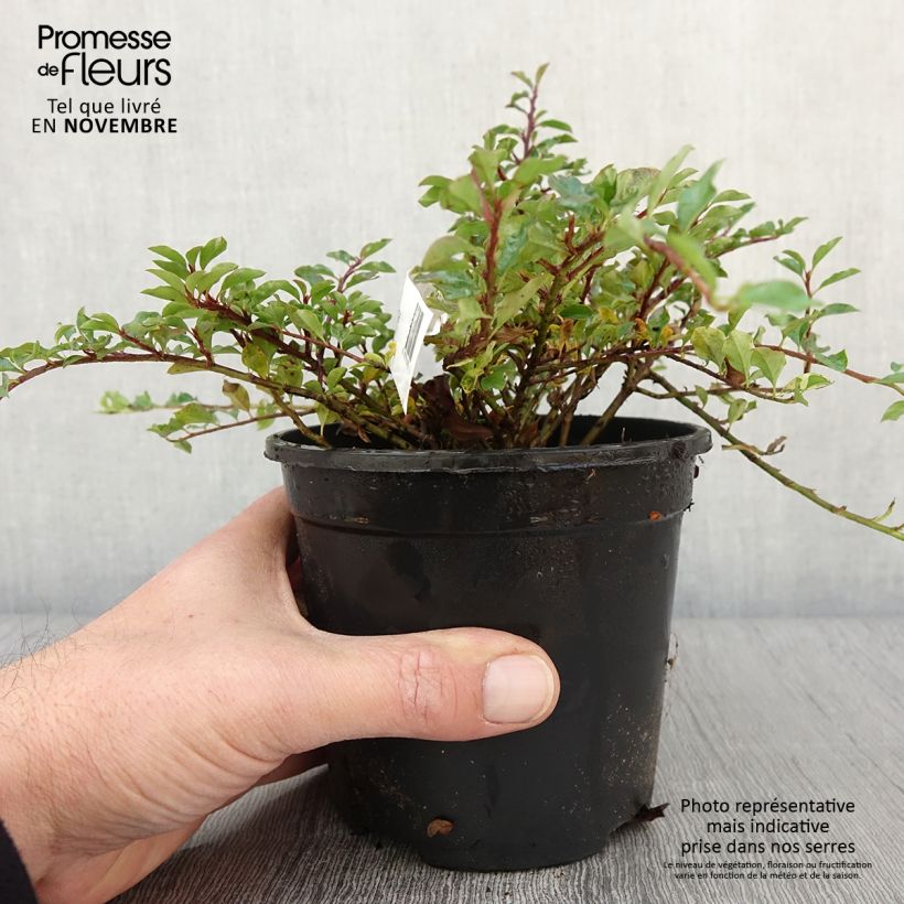 Esemplare di Cotoneaster adpressus Vaso da 1,5L/2L come consegnato in autunno