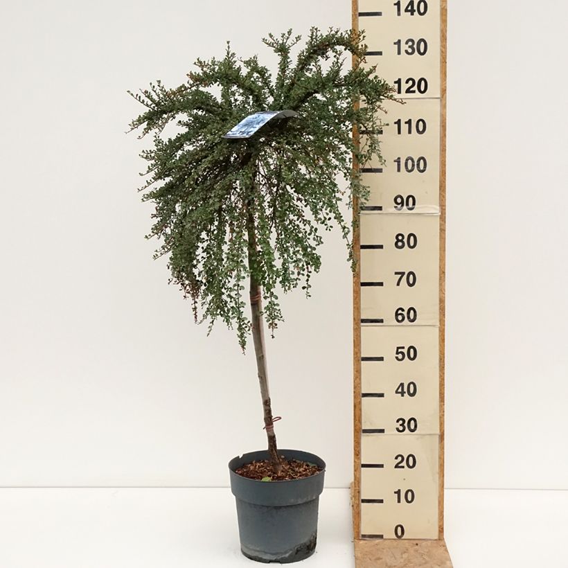 Esemplare di Cotoneaster congestus Vaso da 7,5L/10L, Vaso impalcato consegnato in estate