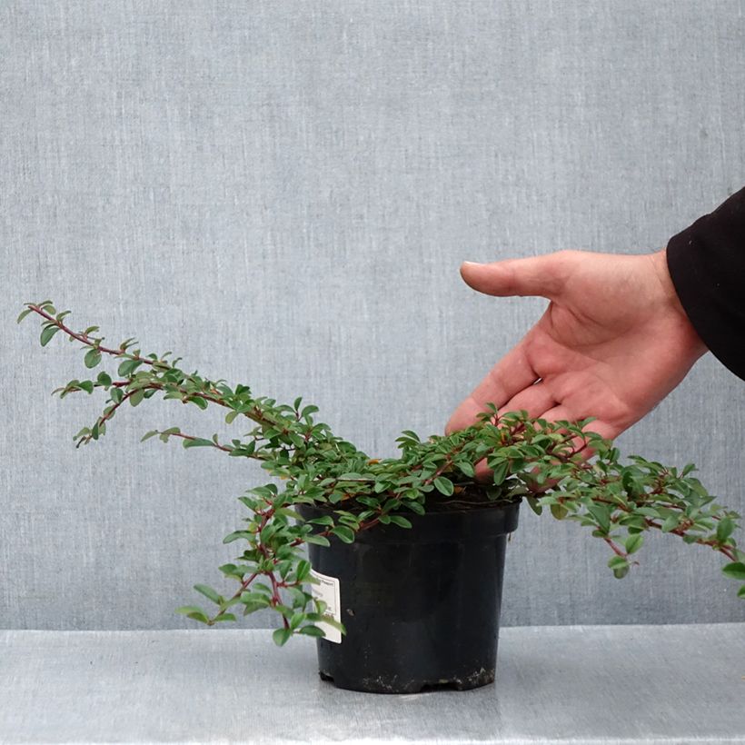 Esemplare di Cotoneaster dammeri Mooncreeper Vaso da 1L/1,5L come consegnato in autunno