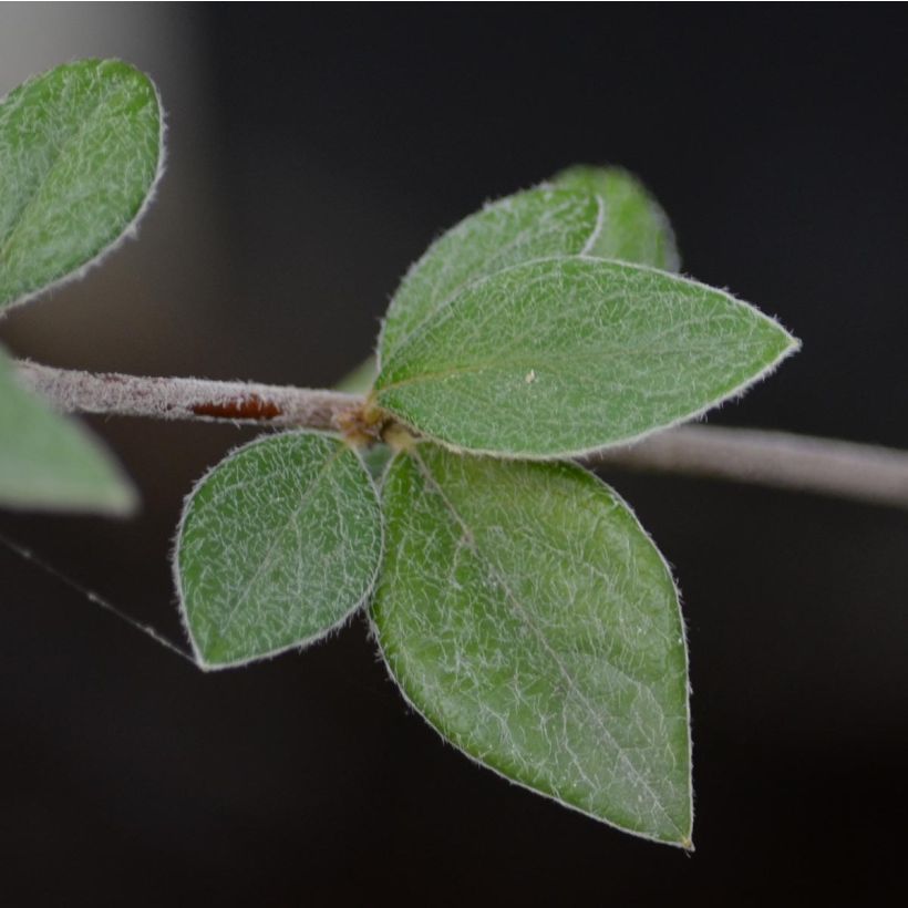 Cotoneaster franchetii - Cotognastro di Franchet (Fogliame)