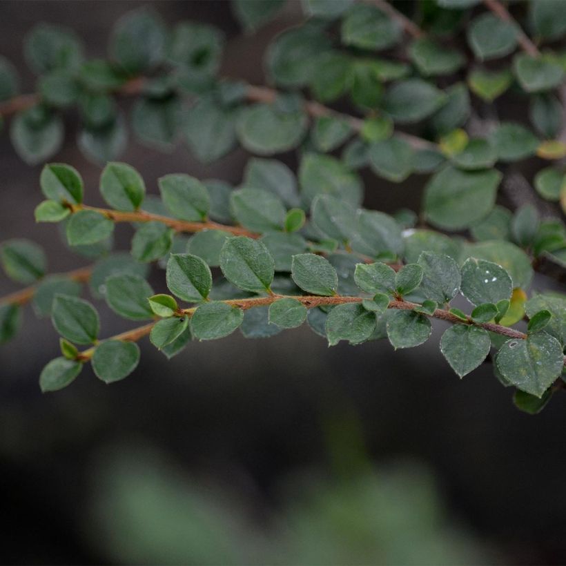 Cotoneaster horizontalis - Cotognastro tappezzante (Foliage)