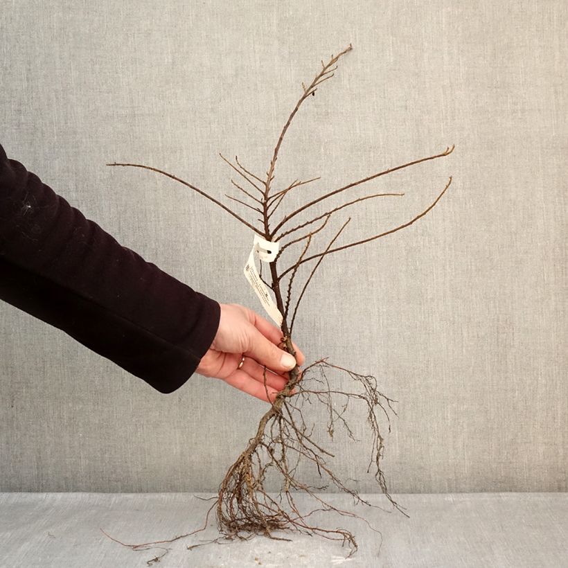 Example of Cotoneaster horizontalis - Cotognastro tappezzante Piante piccole a radice nuda as you get in hiver