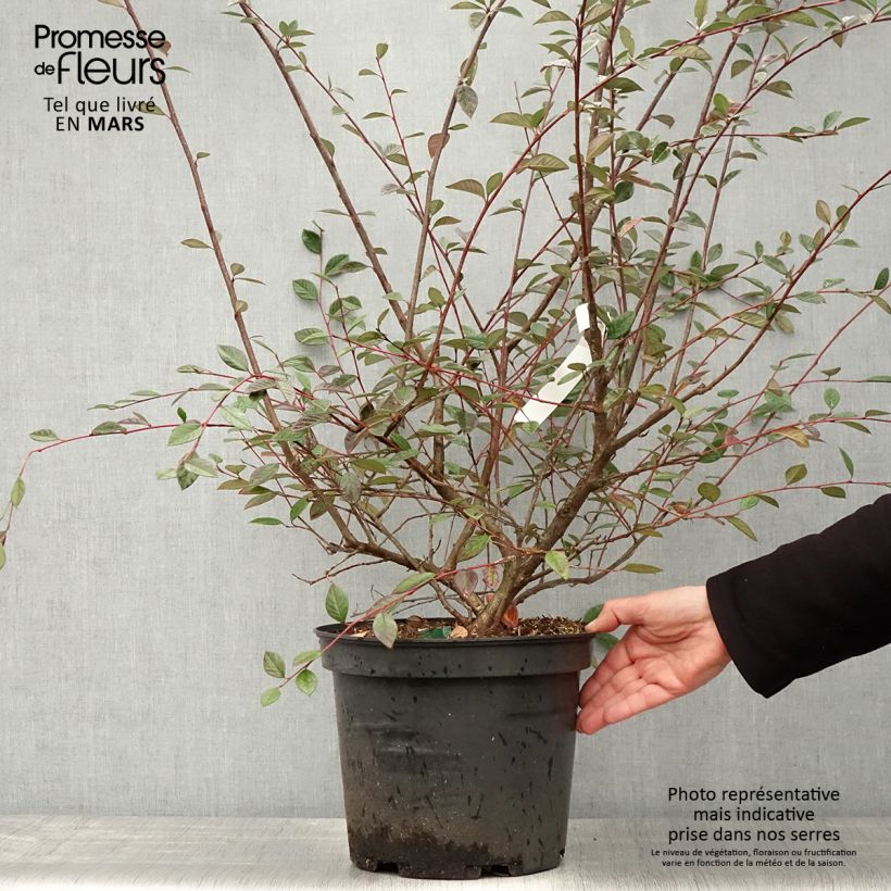Example of Cotoneaster lacteus - Cotognastro latteo Vaso da 7,5L/10L as you get in printemps