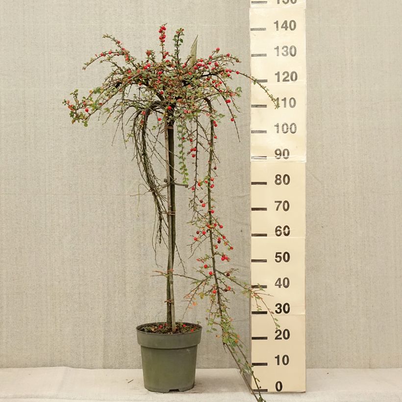 Esemplare di Cotoneaster praecox Boer Vaso da 7,5L/10L, Vaso impalcato come consegnato in autunno