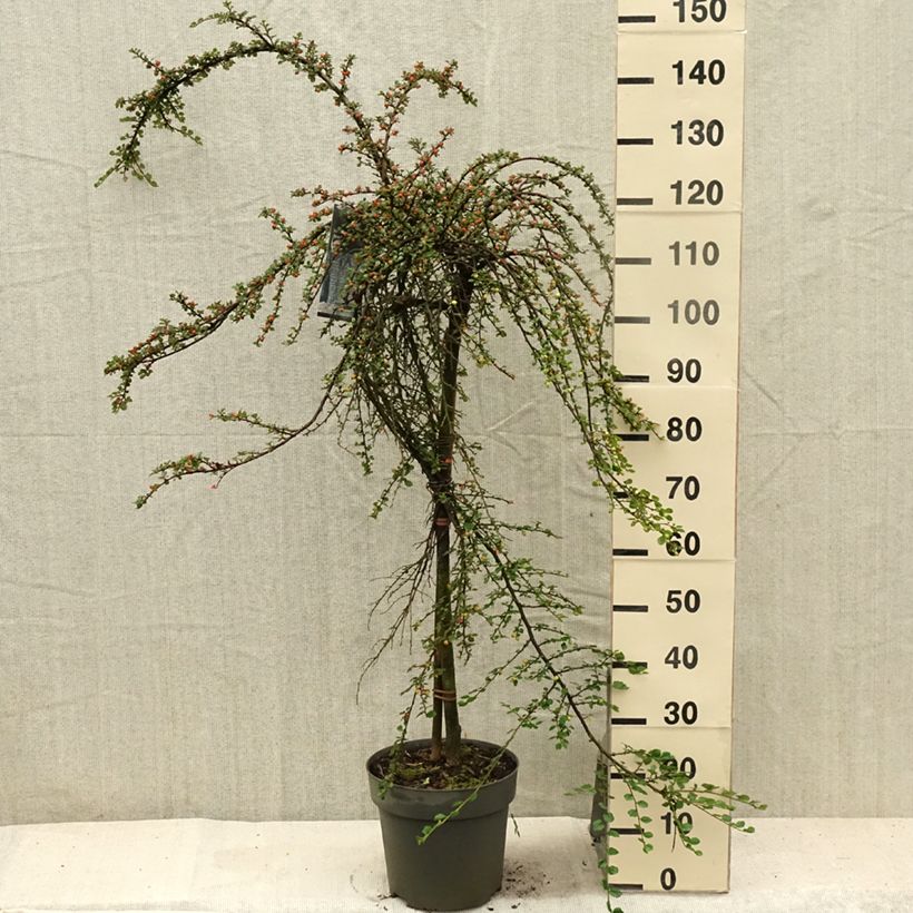 Esemplare di Cotoneaster praecox Boer Vaso da 7,5L/10L, Vaso impalcato consegnato in estate