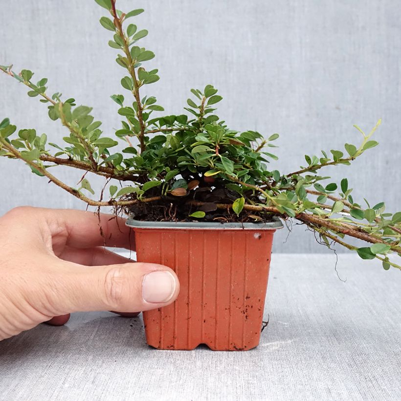 Esemplare di Cotoneaster procumbens Streibs Findling Vasetto da 8/9 cm come consegnato in autunno