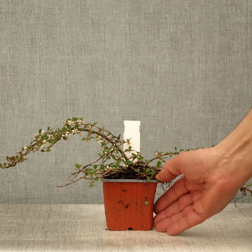 Example of Cotoneaster procumbens Streibs Findling Vasetto da 8/9 cm as you get in printemps
