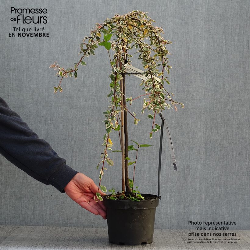 Esemplare di Cotoneaster suecicus Juliette Vaso da 4L/5L, Vaso impalcato come consegnato in autunno