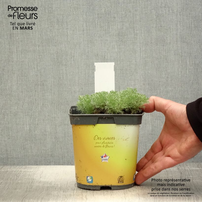 Example of Cotula hispida Vaso da 2L/3L as you get in printemps