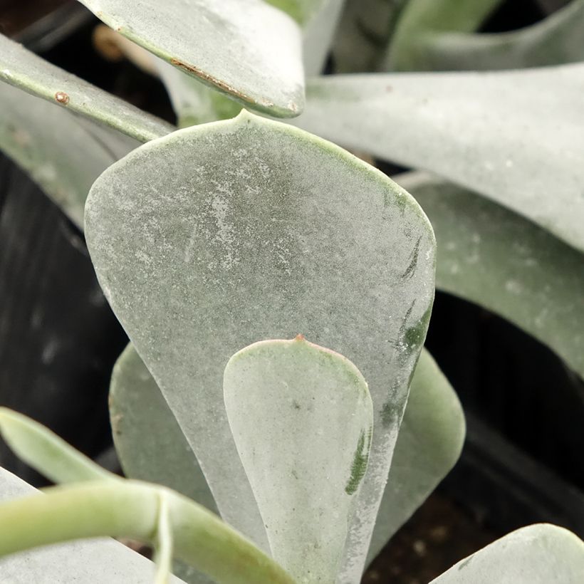 Cotyledon orbiculata Silver Dollar (Fogliame)