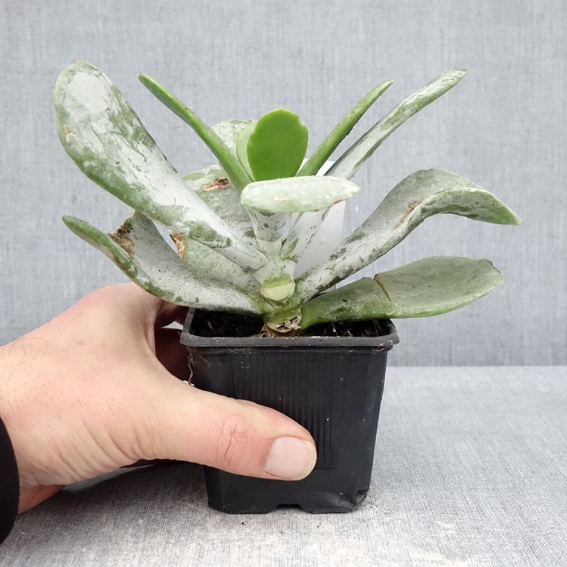 Cotyledon orbiculata Silver Dollar Vasetto da 8/9 cm esemplare consegnato in inverno