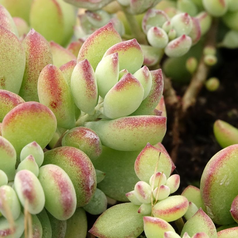 Cotyledon pendens (Fogliame)