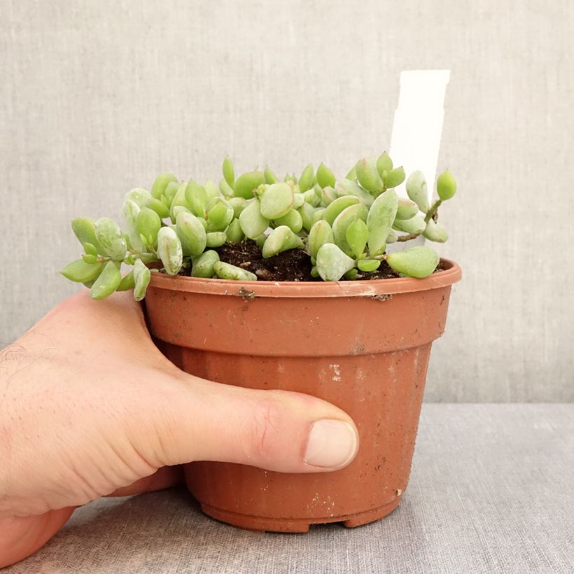 Cotyledon pendens Vaso da 1L/1,5L esemplare consegnato in inverno