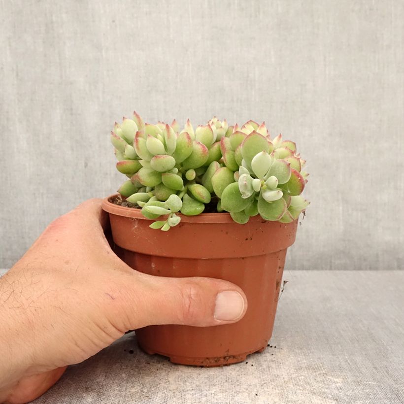 Cotyledon pendens Vaso da 1L/1,5L esemplare consegnato in primavera