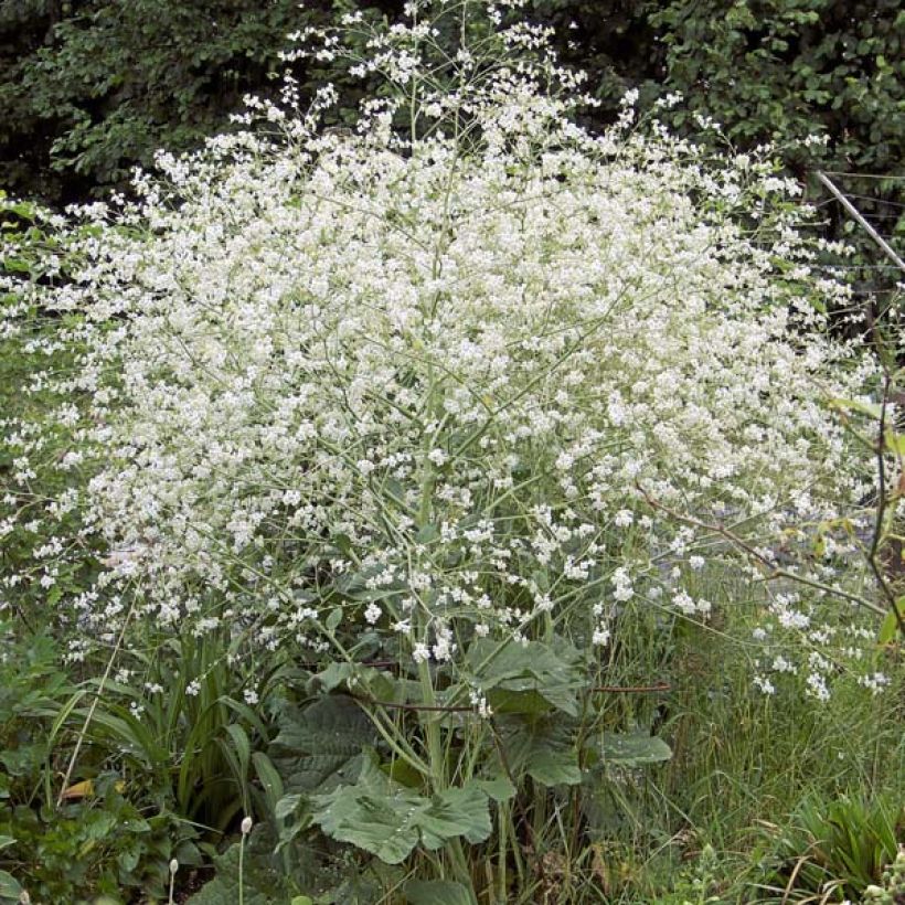 Crambe cordifolia (Porto)