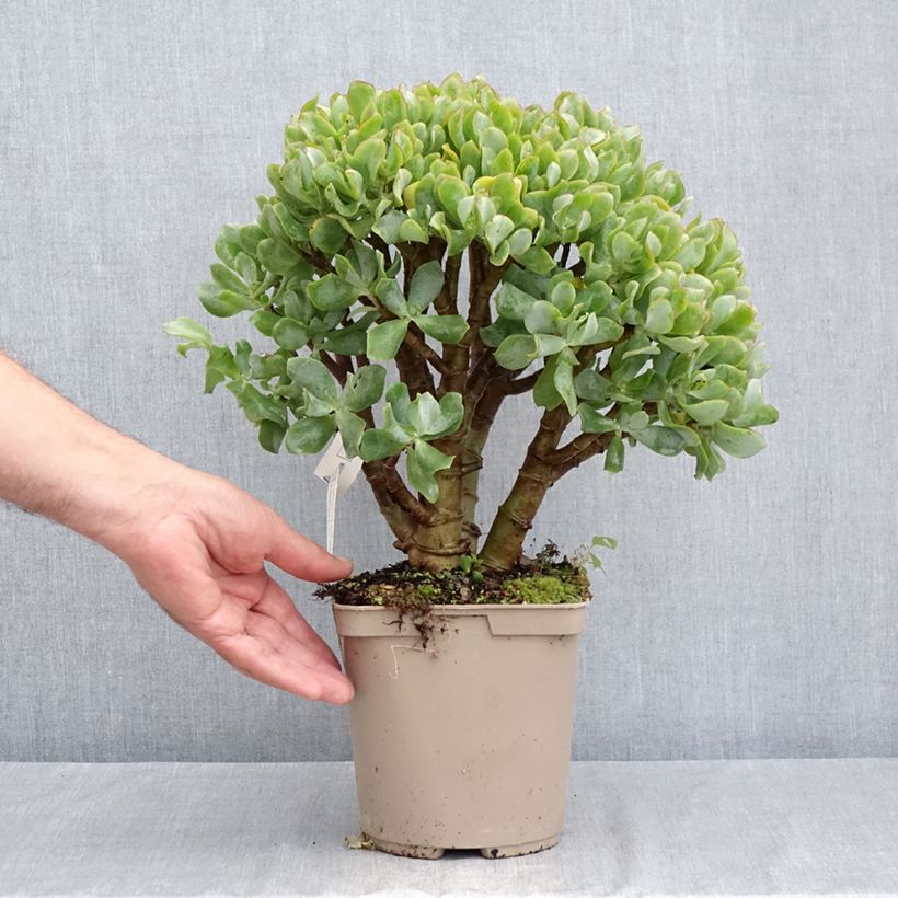Esemplare di Crassula arborescens Curly Grey Vaso da 3L/4L consegnato in estate