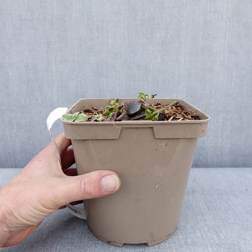Example of Crassula Desert Diamond Vaso da 3L/4L as you get in hiver