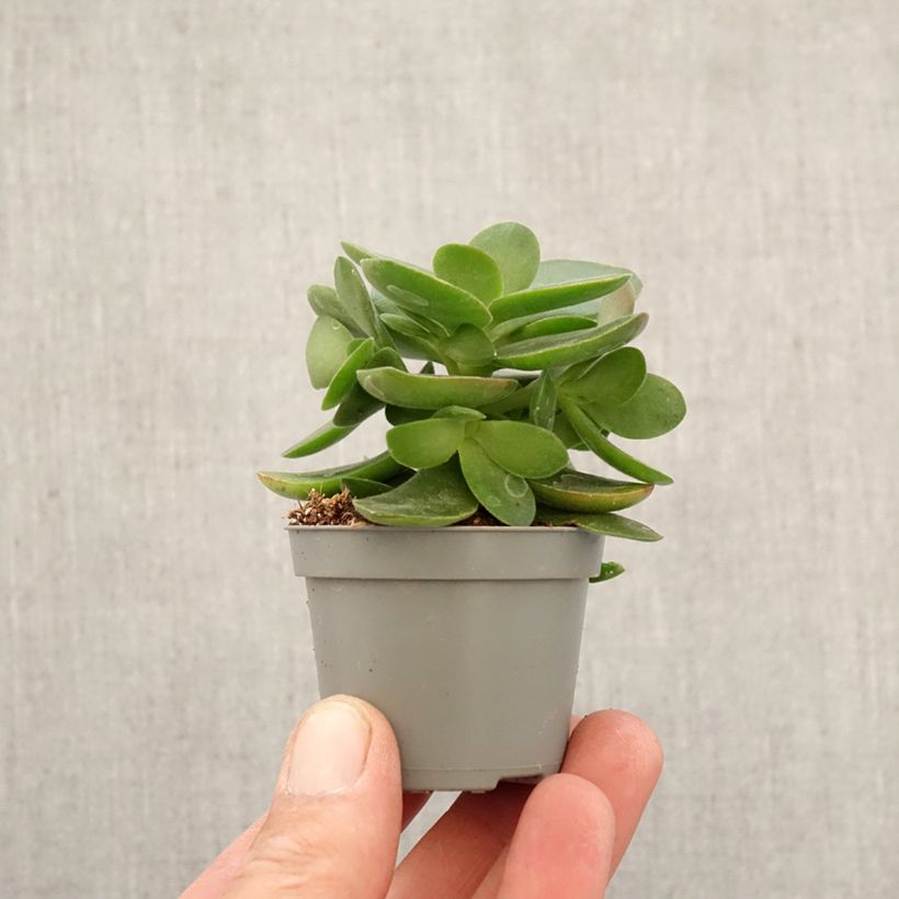 Albero di giada Money Maker - Crassula ovata mini-pianta esemplare consegnato in primavera