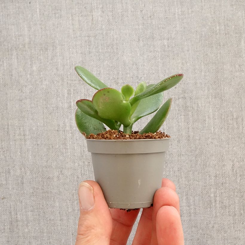 Crassula ovata - Albero di giada mini-pianta esemplare consegnato in primavera
