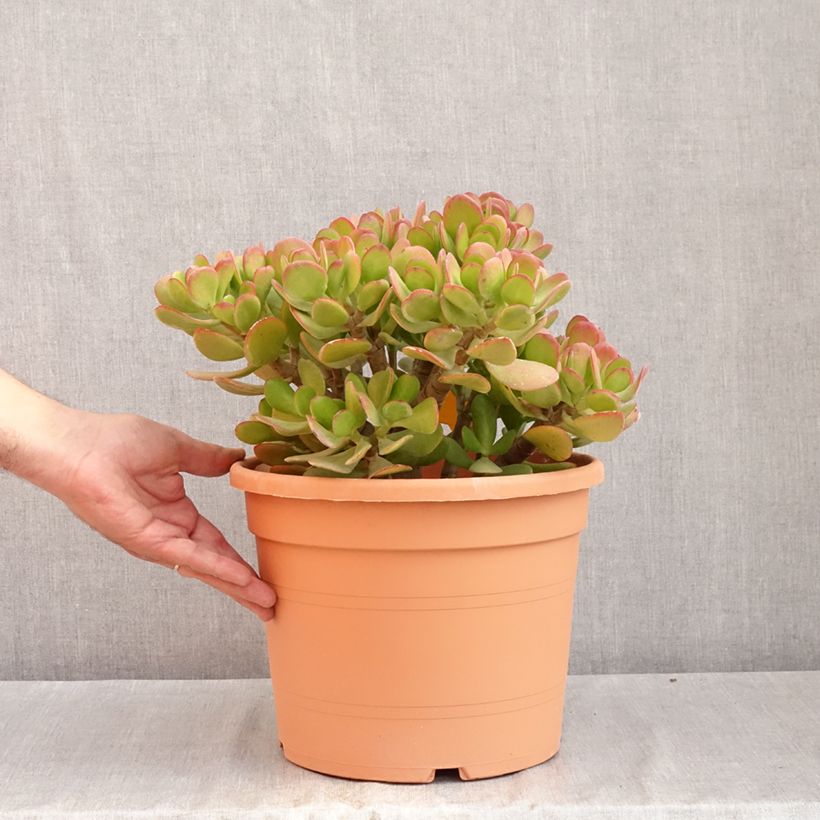 Example of Crassula ovata - Albero di giada Vaso da 7,5L/10L as you get in ete
