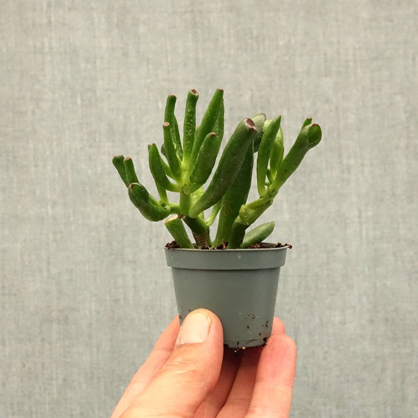 Crassula ovata Gollum (Coral) - Albero di giada mini-pianta esemplare consegnato in primavera