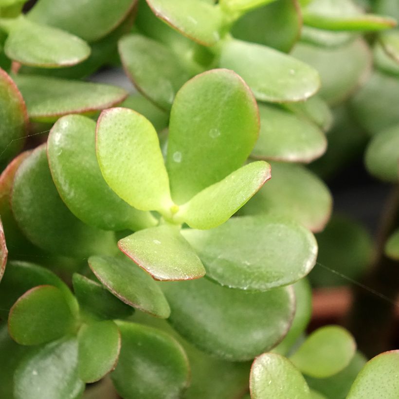 Crassula ovata Minor (Fogliame)