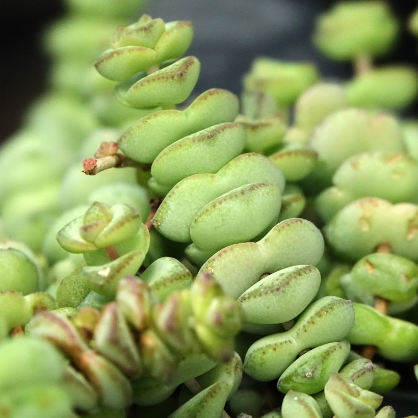 Crassula rupestris subsp. marnieriana (Fogliame)