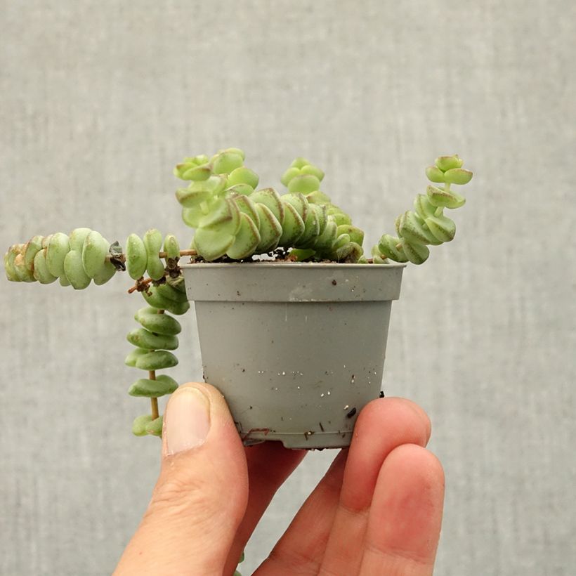 Crassula rupestris subsp. marnieriana mini-pianta esemplare consegnato in primavera