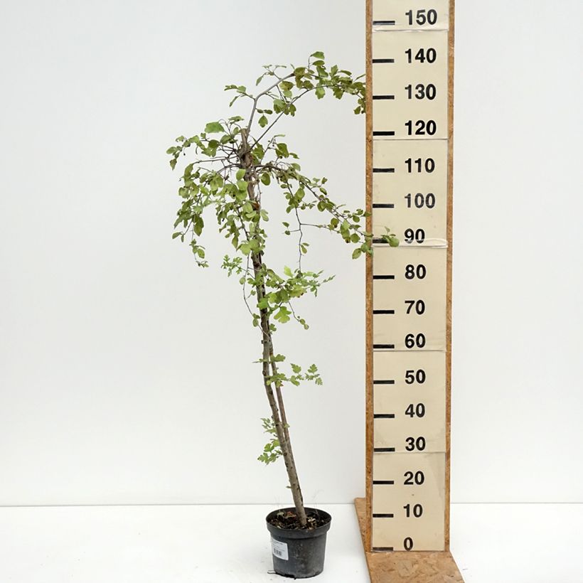 Esemplare di Crataegomespilus dardarii Jules d'Asnière Vaso da 3L/4L, Vaso impalcato consegnato in estate