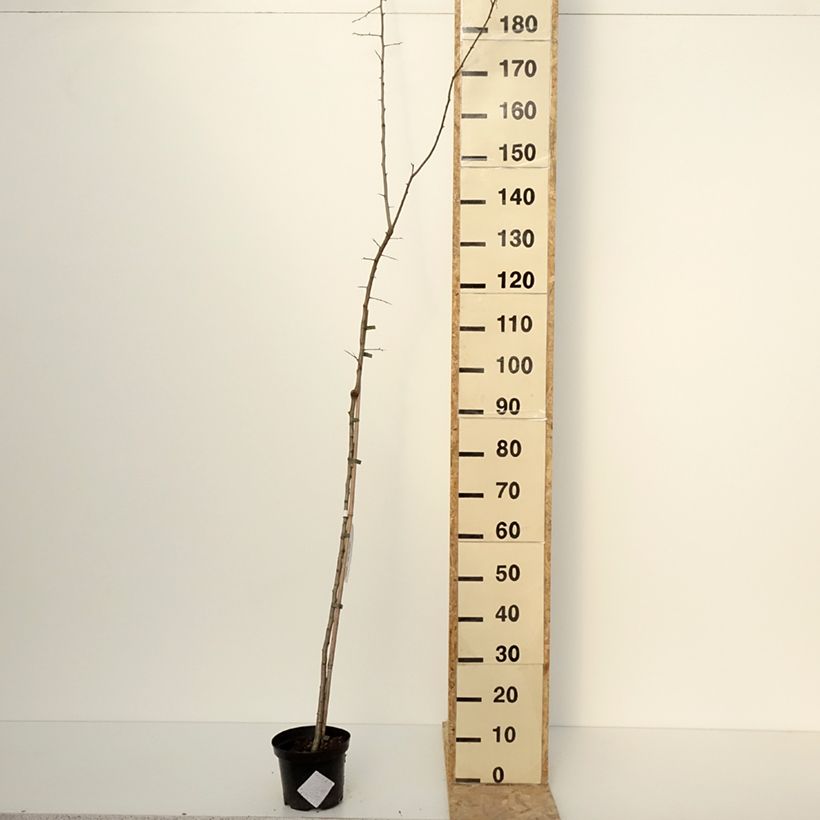 Crataegomespilus dardarii Jules d'Asnière Pot de 3L/4L, Tige esemplare consegnato in inverno