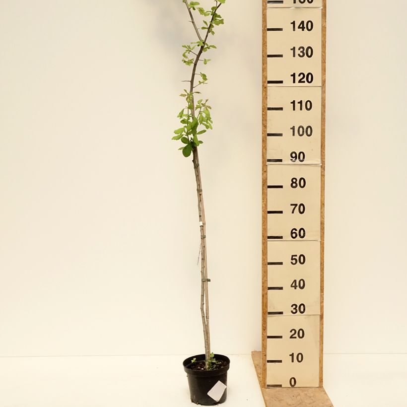 Example of Crataegomespilus dardarii Jules d'Asnière Vaso da 3L/4L, Vaso impalcato as you get in printemps