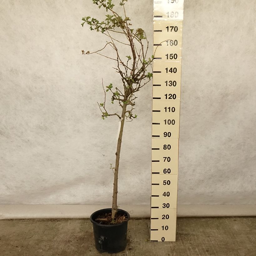 Esemplare di Crataegus azarolus - Azzeruolo Vaso da 12L/15L, Vaso impalcato medio consegnato in estate