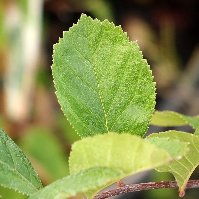 Crataegus crus-galli - Biancospino piè di gallo (Foliage)