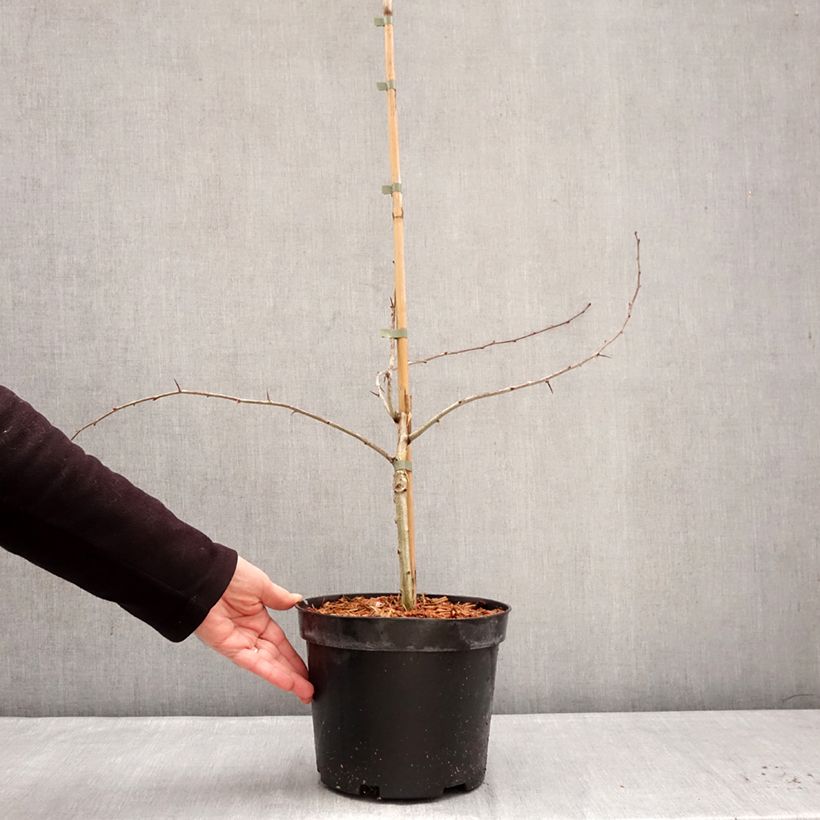 Crataegus laevigata Masekii Vaso da 4L/5L, A cespuglio esemplare consegnato in inverno