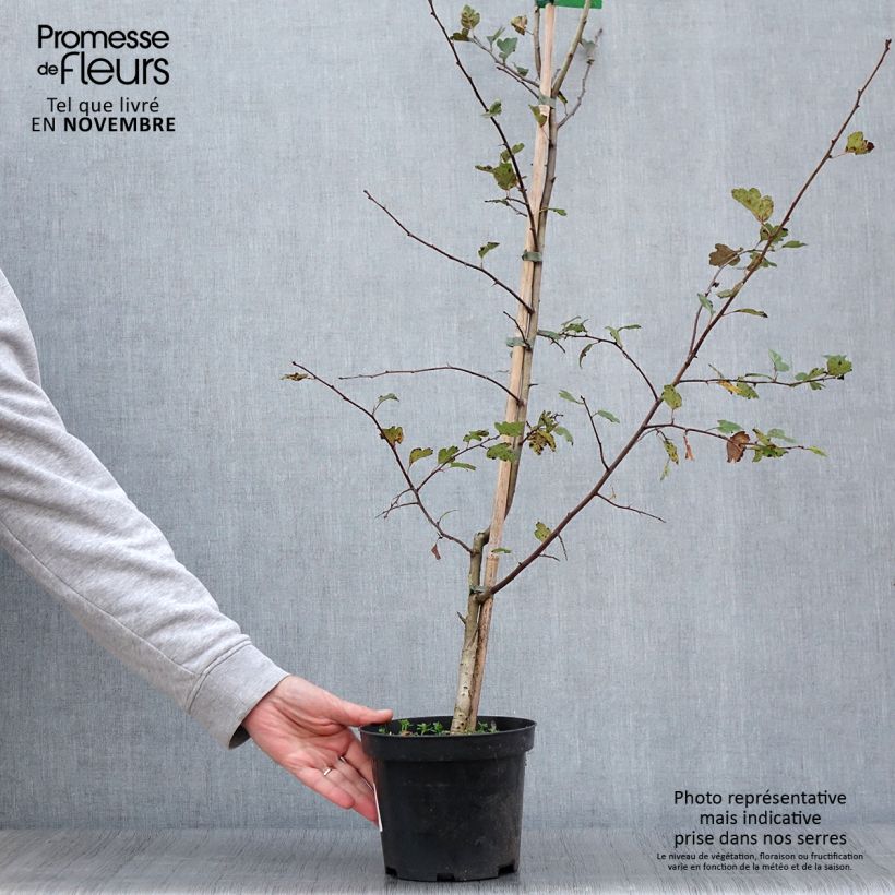 Esemplare di Crataegus laevigata Mutabilis Ravnholdt Vaso da 4L/5L come consegnato in autunno