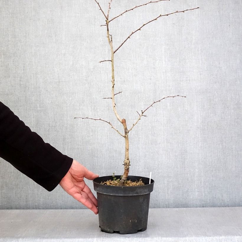 Crataegus laevigata Rosea Flore Pleno Vaso da 3L/4L esemplare consegnato in primavera