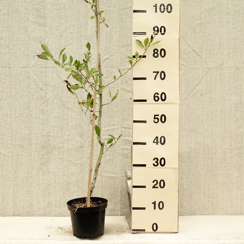 Esemplare di Crataegus lavallei Carrierei - Biancospino Vaso da 3L/4L consegnato in estate