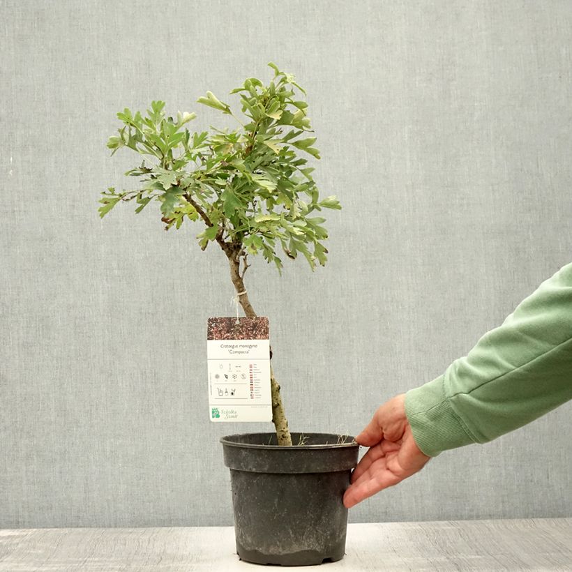 Esemplare di Crataegus monogyna Compacta Vaso da 3L/4L consegnato in estate