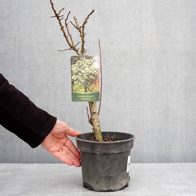 Crataegus monogyna Compacta Vaso da 3L/4L esemplare consegnato in inverno